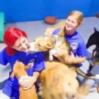 Business 2 image 24 HOUR DOG DAYCARE Dog Training in San Diego CA