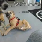 Business 3 image 24 HOUR DOG DAYCARE Dog Training in San Diego CA