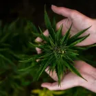 Business 6 image 3BIRDS CANNABIS CO. Cannabis Dispensary in Tulsa OK