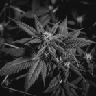 Business 7 image 3BIRDS CANNABIS CO. Cannabis Dispensary in Tulsa OK