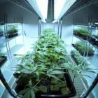 Business 8 image 3BIRDS CANNABIS CO. Cannabis Dispensary in Tulsa OK
