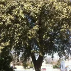 Business 3 image A-1 LAWN & TREE SERVICE Masonry & Stonework Contractors in Fort Worth TX