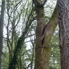 Business 5 image A TO Z STUMP & TREE INC Tree Service in Woodinville WA