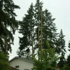 Business 1 image A TO Z STUMP & TREE INC Tree Service in Woodinville WA