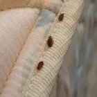 Business 2 image A1 BED BUG EXTERMINATOR LINCOLN Termite Pest Control in Lincoln NE
