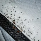 Business 2 image A1 BED BUG EXTERMINATOR ST LOUIS Pest Control Services in St Louis MO