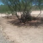 Business 3 image AAA FAMILY TREE LANDSCAPING LLC Remodeling Contractor in Tucson AZ