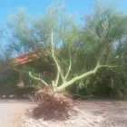 Business 7 image AAA FAMILY TREE LANDSCAPING LLC Remodeling Contractor in Tucson AZ
