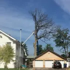 Business 2 image ADAM & SONS TREE SERVICE Tree Service in Indianapolis IN