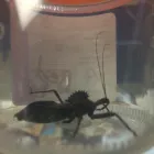 Business 4 image AFFORDABLE PEST CONTROL Pets & Animals in Indianapolis IN