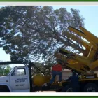 Business 1 image AFFORDABLE TREE SERVICE Tree Service in Las Vegas NV