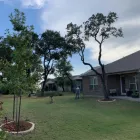 Business 3 image ALAMO CITY TREE SERVICE & LANDSCAPING in San Antonio TX