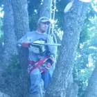 Business 2 image ALDINE TREE SERVICES HOUSTON STUMP GRINDING Tree Service in Houston TX