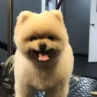Business 1 image ALESSANDRO PET SPA in Los Angeles CA