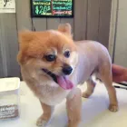 Business 2 image ALESSANDRO PET SPA in Los Angeles CA