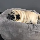 Business 4 image ALESSANDRO PET SPA in Los Angeles CA