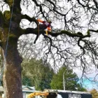 Business 2 image ALL AROUND ARBOR TREE SERVICE Tree Service in Portland OR