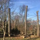 Business 3 image ALLEN CONSTRUCTION AND TREE SERVICE, LLC Tree Service in St. Louis MO
