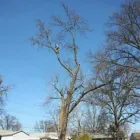 Business 7 image ALLEN CONSTRUCTION AND TREE SERVICE, LLC Tree Service in St. Louis MO
