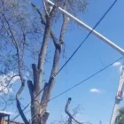 Business 8 image ALLEN CONSTRUCTION AND TREE SERVICE, LLC Tree Service in St. Louis MO
