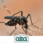 Business 2 image ALTA PEST CONTROL in Las Vegas NV