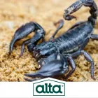 Business 5 image ALTA PEST CONTROL in Las Vegas NV