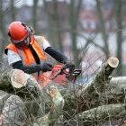 Business 2 image ALVAREZ LANDSCAPING AND TREE SERVICE Tree Trimming Service in San Diego CA