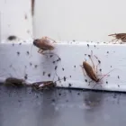 Business 2 image ALWAYS READY PEST CONTROL Termite Control Service in Flushing NY