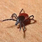 Business 3 image ALWAYS READY PEST CONTROL Termite Control Service in Flushing NY