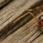 Business 5 image ALWAYS READY PEST CONTROL Termite Control Service in Flushing NY