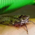 Business 6 image ALWAYS READY PEST CONTROL Termite Control Service in Flushing NY