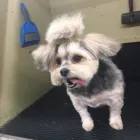 Business 1 image AMERICAN SCHOOL DOG GROOMING Pet Grooming in Oklahoma City OK