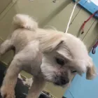 Business 2 image AMERICAN SCHOOL DOG GROOMING Pet Grooming in Oklahoma City OK