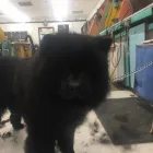 Business 3 image AMERICAN SCHOOL DOG GROOMING Pet Grooming in Oklahoma City OK