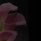 Business 1 image ANASTYLOSIS FLORAL Wedding Services in Las Vegas NV