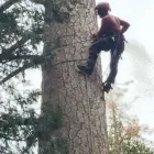 Business 10 image ANDREW TREE SERVICE Tree Service in Riverside CA