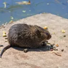 Business 1 image ANGEL CITY WILDLIFE CONTROL EXPERTS Animal Control Service in West Hollywood CA