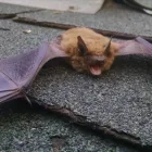 Business 1 image ANIMAL DAMAGE TRAPPING & CONSTRUCTION Pets & Animals in Lincoln NE