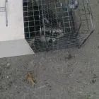 Business 7 image ANIMAL DAMAGE TRAPPING & CONSTRUCTION Pets & Animals in Lincoln NE