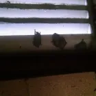 Business 12 image ANIMAL DAMAGE TRAPPING & CONSTRUCTION Pets & Animals in Lincoln NE