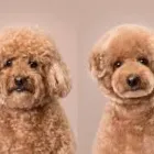 Business 1 image ANIMAL KINGDOM GROOMING & DAYCARE - DECATUR puppy grooming in North Las Vegas NV
