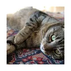 Business 13 image ANTIQUE & VINTAGE RUG CLEANING in Yonkers NY
