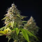 Business 1 image APCO MED – THE SCIENCE OF CANNABIS Marijuana flowers in Oklahoma City OK