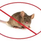 Business 2 image APEX PEST ELIMINATION bed bug removal in Oklahoma City OK