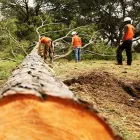 Business 4 image APEX TREE SERVICES in Kansas City MO
