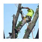 Business 2 image APPLE'S TREE COMPANY Tree Service in Apple Valley CA