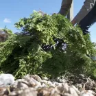 Business 11 image APPLE VALLEY ECO-LANDSCAPES Sustainable Landscaping in Oklahoma City OK