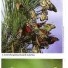 Business 4 image ARAPAHOE TREE SURGEON Tree Removal Service in Tucson AZ