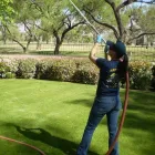 Business 7 image ARAPAHOE TREE SURGEON Tree Removal Service in Tucson AZ