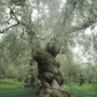 Business 8 image ARAPAHOE TREE SURGEON Tree Removal Service in Tucson AZ